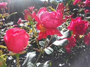 Three red roses
